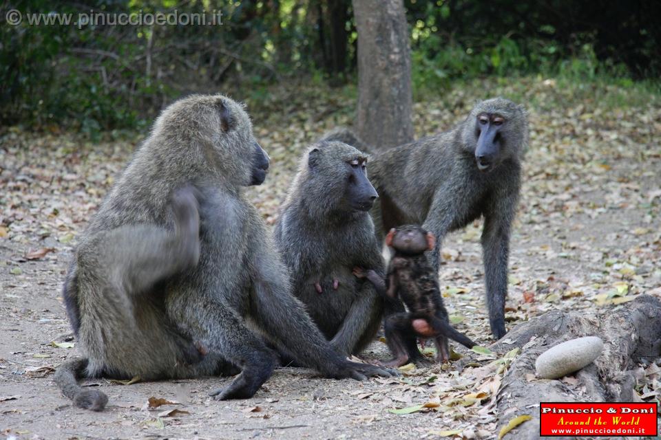 Ethiopia - Mago National Park - Baboons - 14.jpg